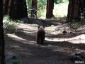 Yosemitsk nrodn park - 11